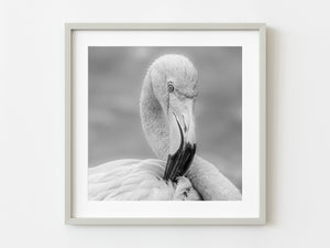 Headshot Of Flamingo in black and white | Photo Art Print fine art photographic print