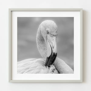 Black and white flamingo portrait artwork