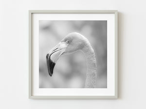 Headshot Of Flamingo | Photo Art Print fine art photographic print