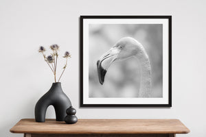 Timeless flamingo portrait fine art wall print