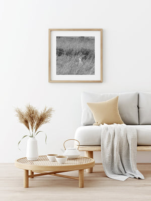 Lioness in tall grass fine art print