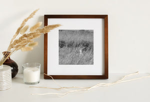 Serengeti lioness watching in silence