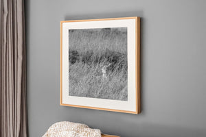 Wild lioness in African savannah