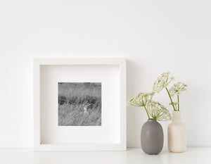 Monochrome wildlife photo of lioness