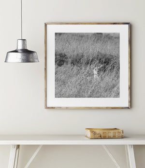 Serengeti predator resting in dry grass