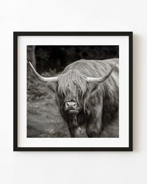 Highland cow portrait in black and white