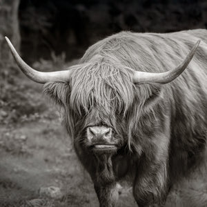 Scottish Highlands cow with long hair