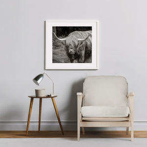 Long horn Highland cow standing still