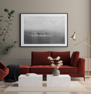 Monochrome sea life photographic print