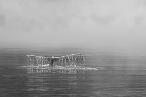 Humpback whale diving in British Columbia