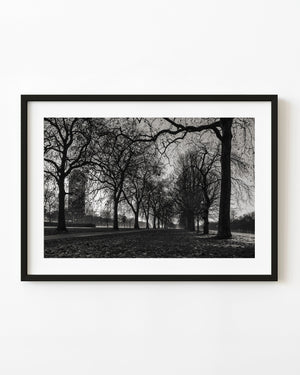 Bare winter trees lining a path in London’s Hyde Park, photographed in black and white.
