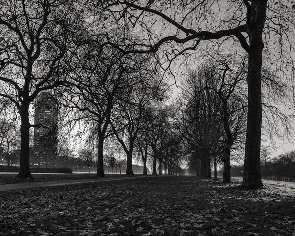 London Bare Trees Foggy High-rise Photo