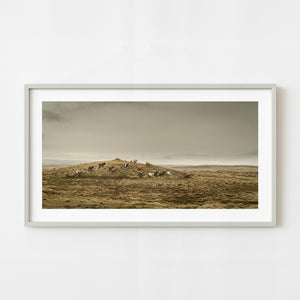 Herd of Icelandic horses grazing on a mossy ridge in rural Iceland
