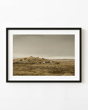 Icelandic horses scattered across a grassy ridge beneath a pale, misty sky.