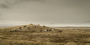 A herd of Icelandic horses stands on a low ridge in an earth-toned rural landscape.