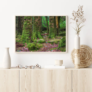 Forest floor and mossy tree trunks in Killarney National Park