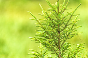 Isolated tree top Ontario | Wall Art