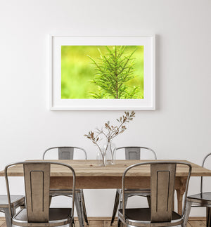 Isolated tree top Ontario | Wall Art