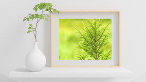 Isolated tree top Ontario | Wall Art
