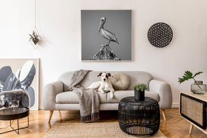 Black and white coastal bird photograph from Key West