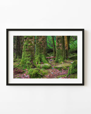 Moss covered trees in Killarney National Park forest