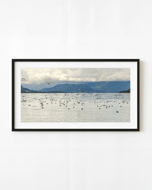 Kittiwakes flying above Alaskan water beneath mountain clouds