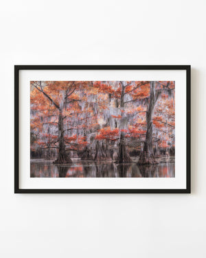 Autumn cypress forest with orange foliage and hanging moss reflected in still water.