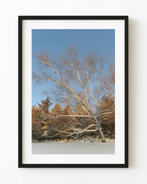 Snow-covered birch leans above a frozen Ontario lake beneath a clear blue sky.