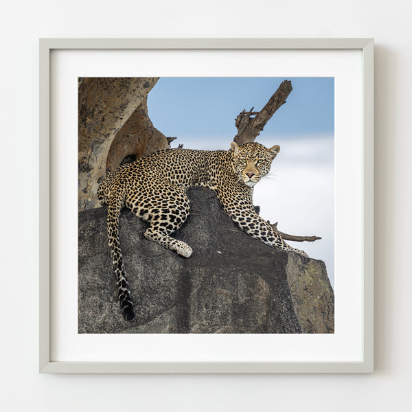 Leopard Lying on a Serengeti Rock | Photo Art Print fine art photographic print