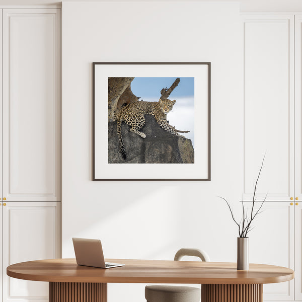 Leopard Lying on a Serengeti Rock | Photo Art Print fine art photographic print