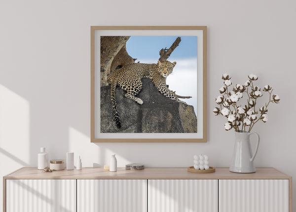 Leopard Lying on a Serengeti Rock | Photo Art Print fine art photographic print