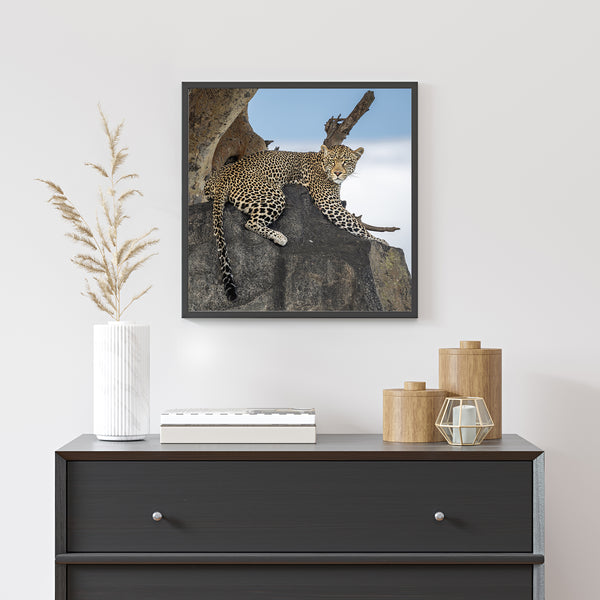 Leopard Lying on a Serengeti Rock | Photo Art Print fine art photographic print