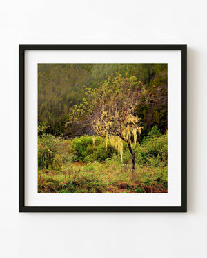 Pale hanging lichen drapes a small tree in a green British Columbia rainforest.