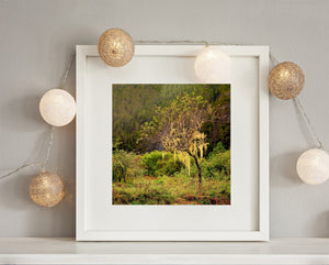 Lichen-draped branches stand out against dark conifers and exposed rock.