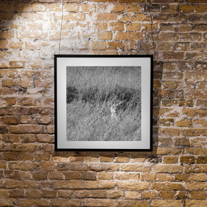 Black and white lioness blending into grass Serengeti plains