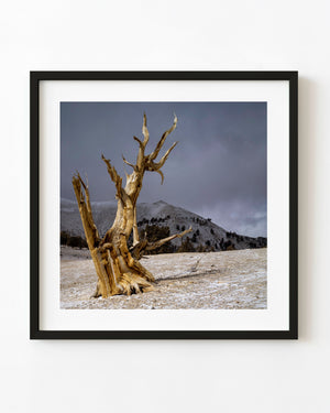 Bare golden bristlecone pine in snow beneath a grey mountain sky