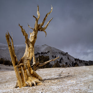 Twisted bristlecone pine trunk on a lightly snow-covered mountain slope