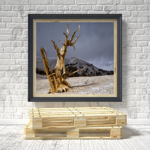 Lone weathered bristlecone pine against snowy ridges and grey clouds