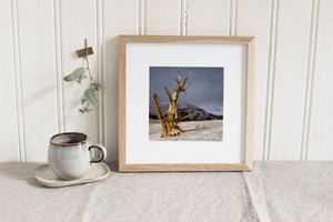 Colour mountain photograph of a bare bristlecone pine and snow-dusted hills