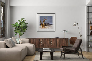 Weathered bristlecone pine with golden wood in a quiet snowy landscape
