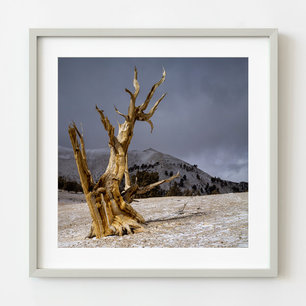 Lone Bristlecone pines tree in sunshine | Wall Art