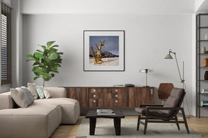 Lone Bristlecone pines tree in sunshine | Wall Art