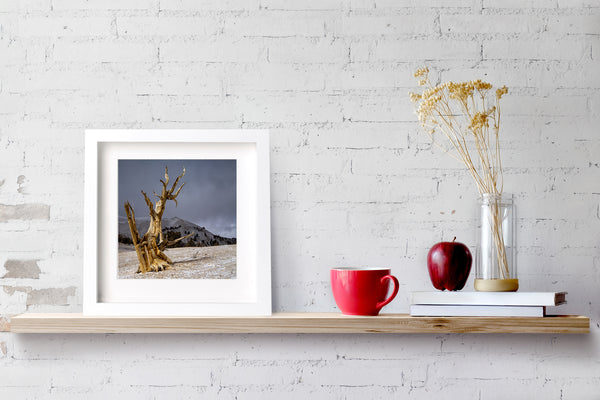 Lone Bristlecone pines tree in sunshine | Wall Art