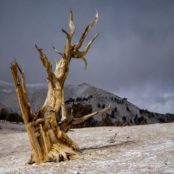 Lone Bristlecone pines tree in sunshine | Wall Art