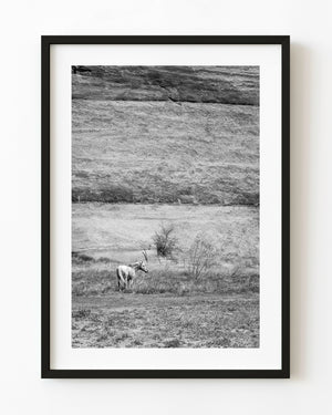 Lone horse in grass beneath a towering Canyon de Chelly cliff in black and white
