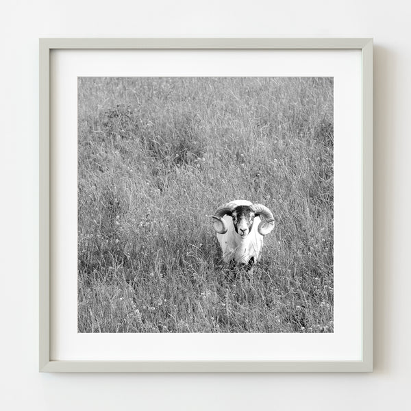 Lone ram in meadow