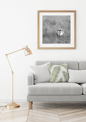 Monochrome ram photograph