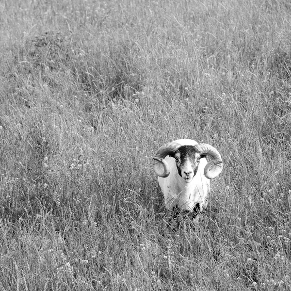 Black and white ram wall art