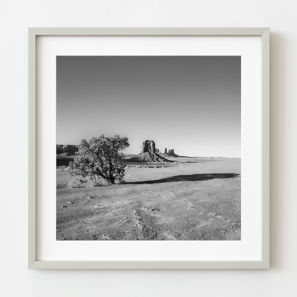 Lone tree in Monument Valley desert