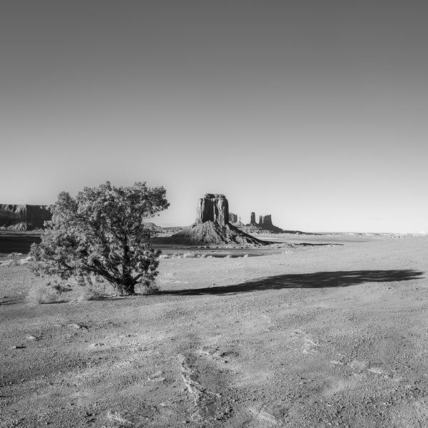 Monument Valley buttes with a single tree